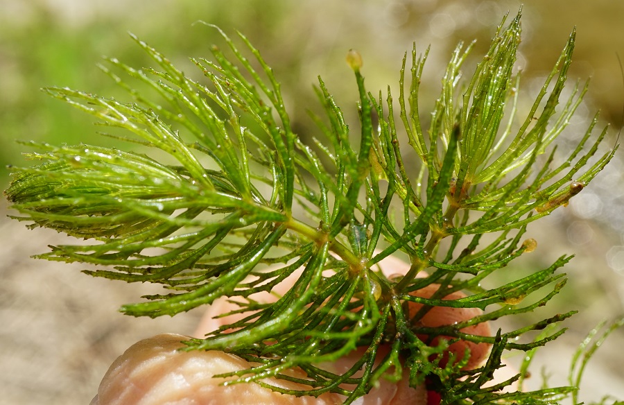 Coda di rospo (Ceratophyllum demersum)