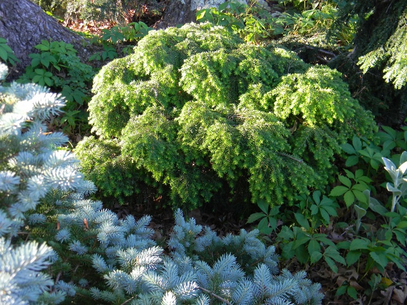 Choina kanadyjska (Tsuga canadensis ‘Jedeloh’)