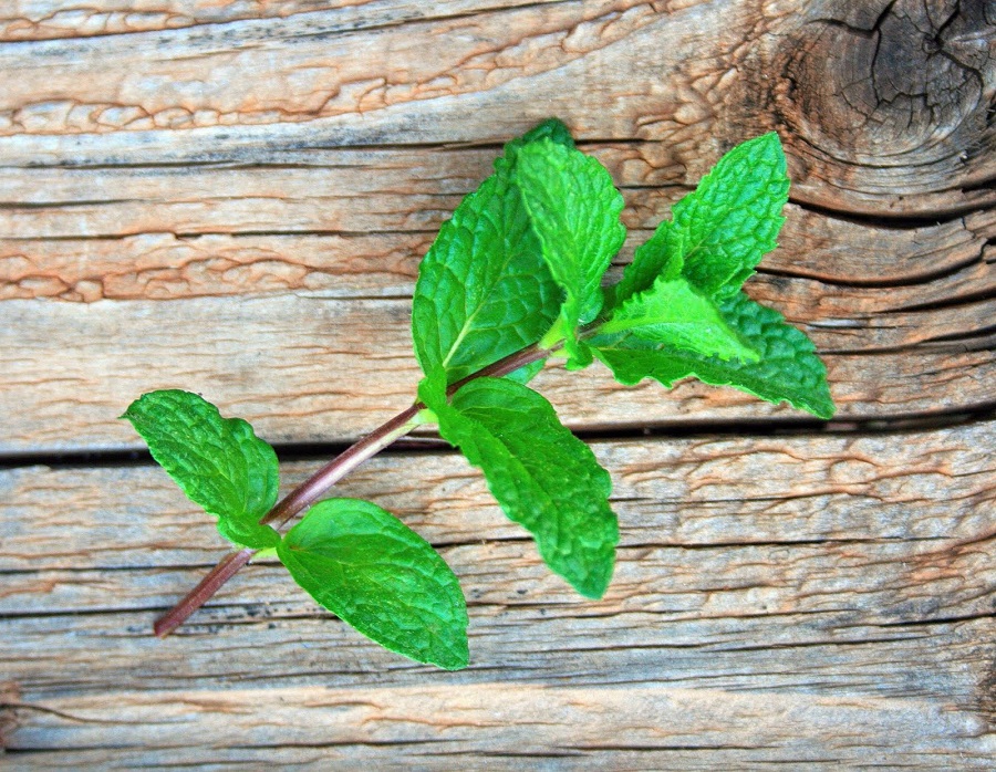 Plante de la menthe - les maladies les plus courantes