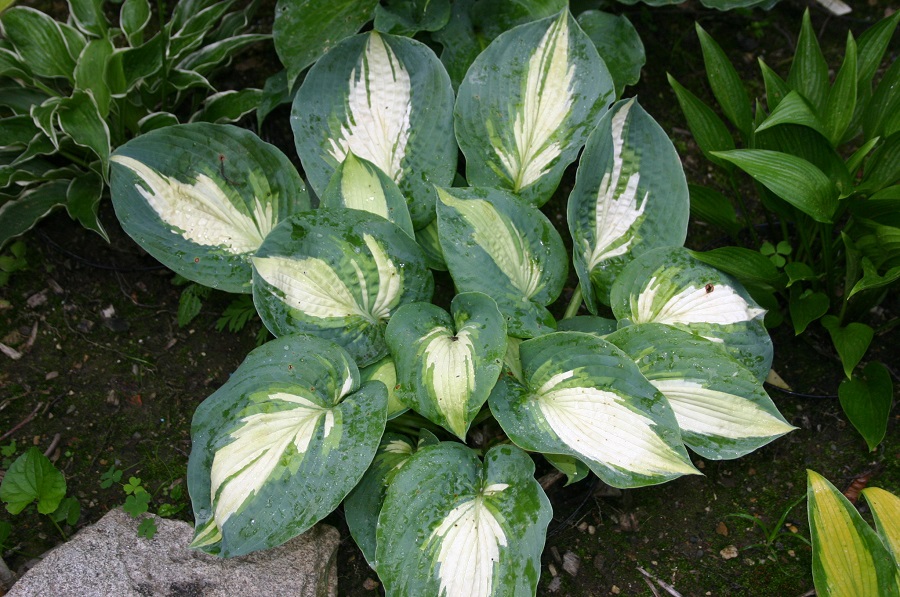 Hosta - Krankheiten und Schädlinge