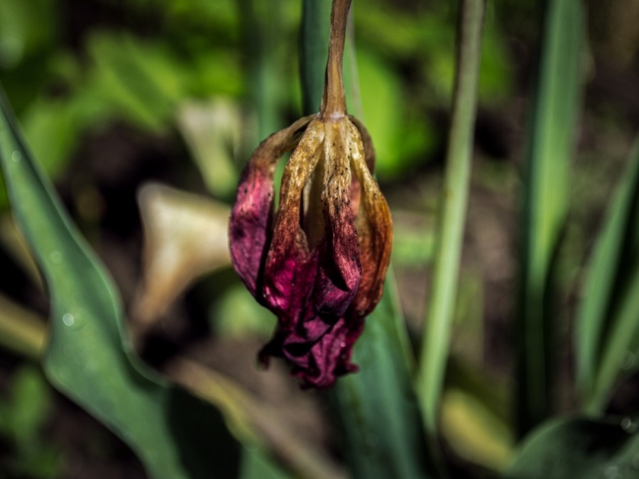 Was sind die häufigsten Tulpenkrankheiten?