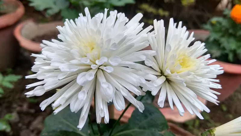 Crisantemos (Chrysanthemum)