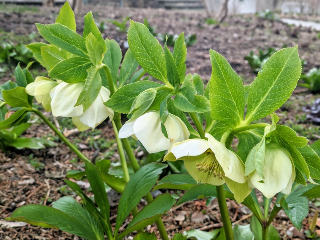 Hellébore brillant - plantes de jardin d'ombre