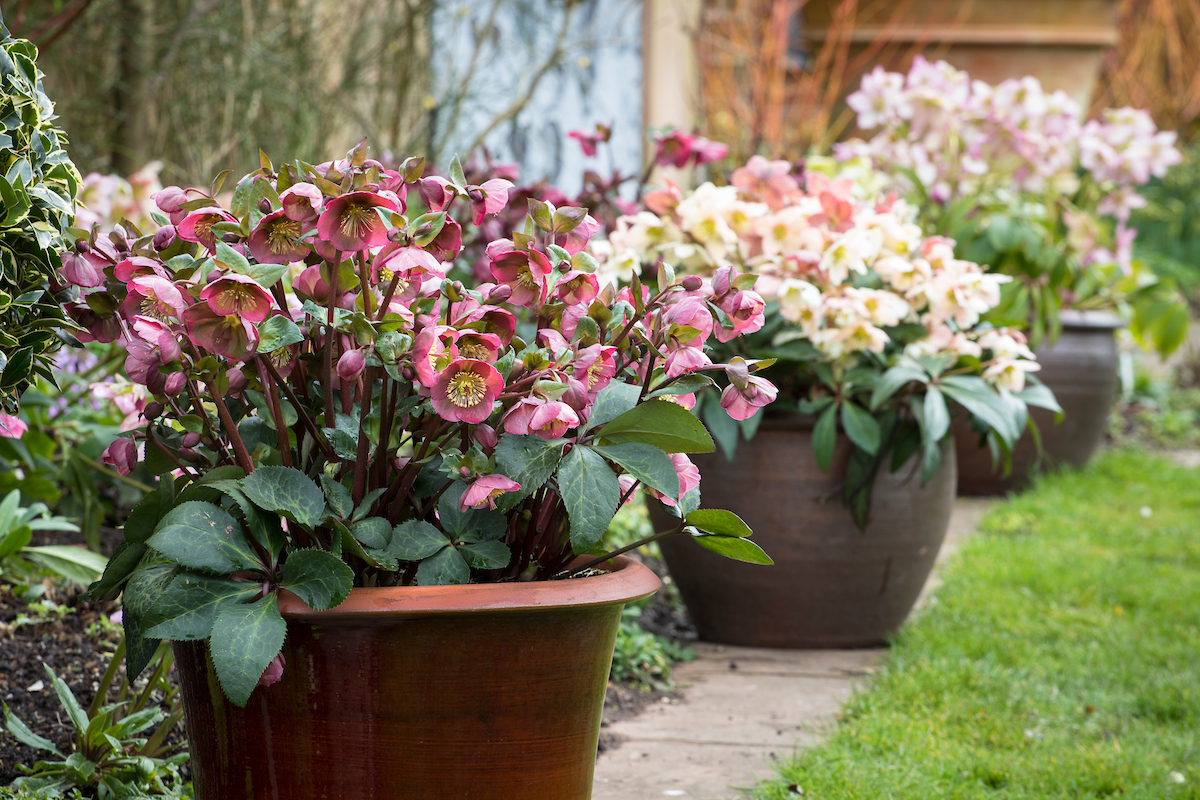 Hellebore - plantes d'ombre pour l'extérieur