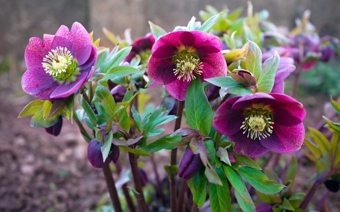 Hellebores - plantes à fleurs durables pour l'ombre