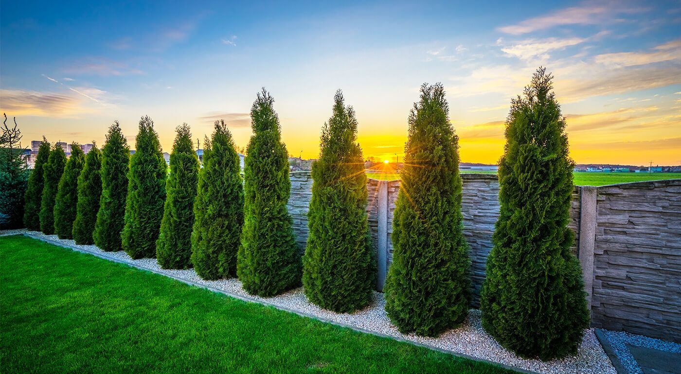 How far apart to plant thuja trees?