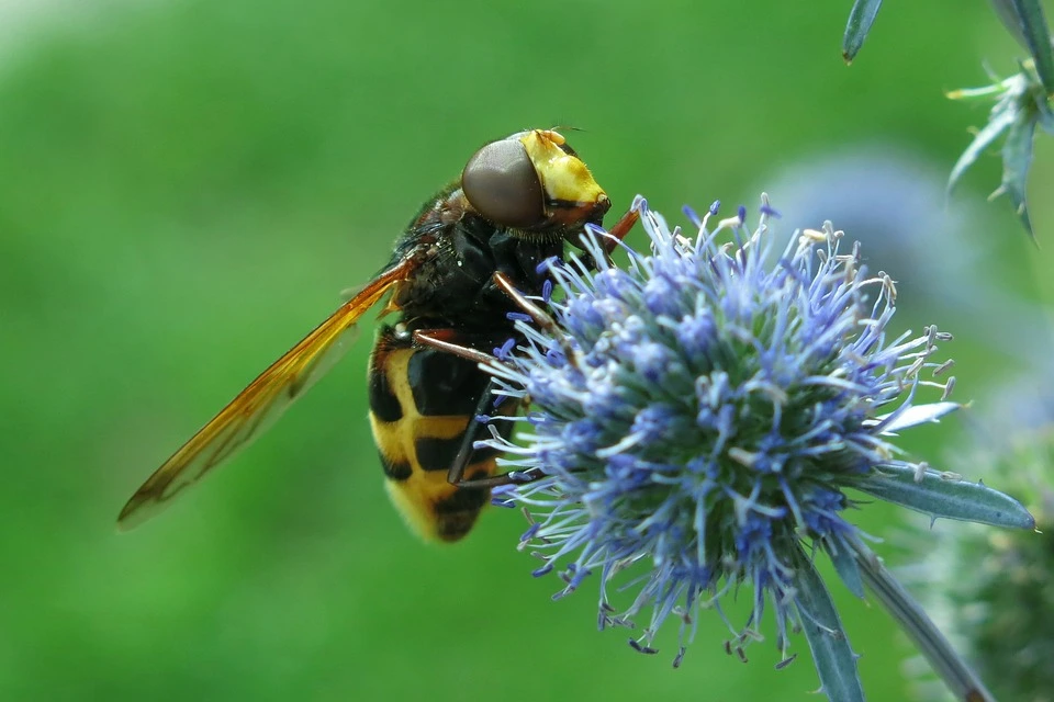 ¿Cómo mantener a los avispones alejados de su jardín?