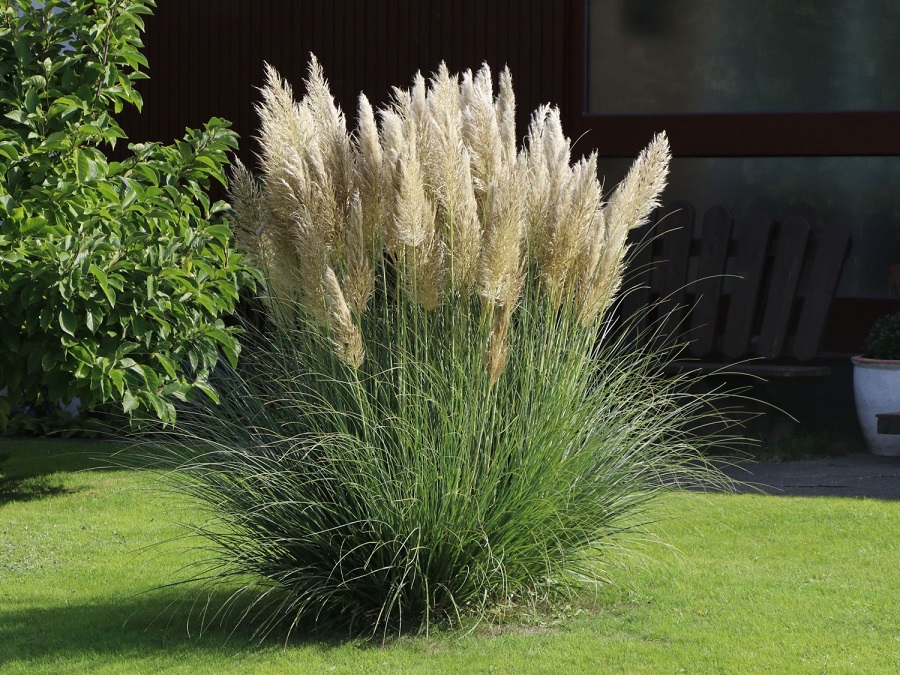 Cortaderia (Cortaderia selloana)