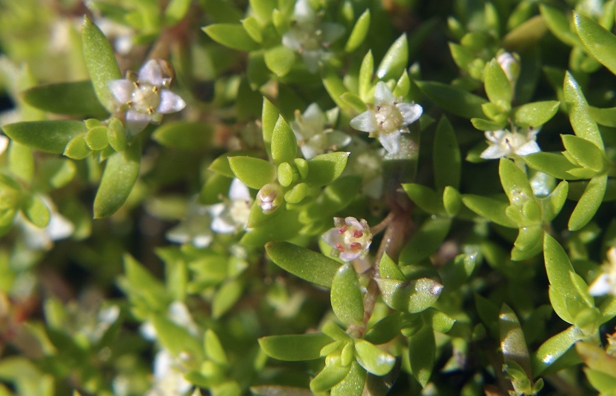 Piantaggine di palude (Crassula Helmsii Recurva)