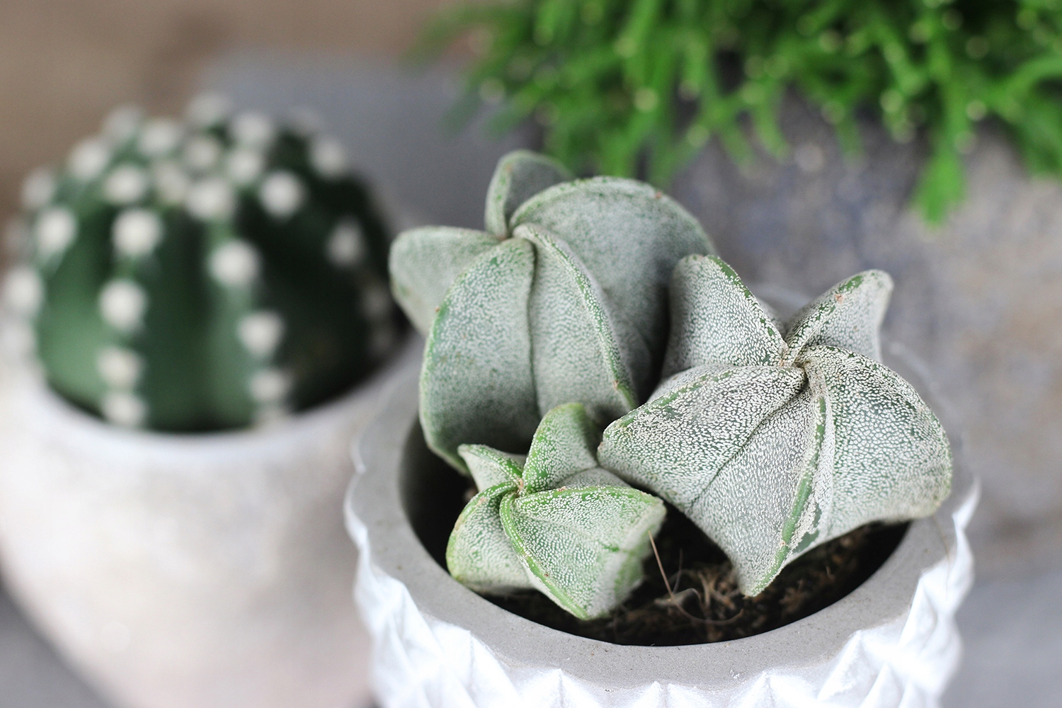 Cactus a cappuccio del vescovo - Astrophytum myriostigma