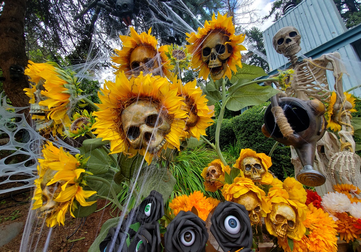 Têtes de mort et tournesols effrayants - décor d'Halloween