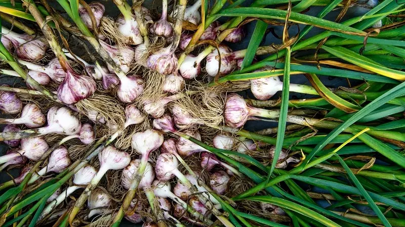 Cura delle piante di Allium - malattie e parassiti