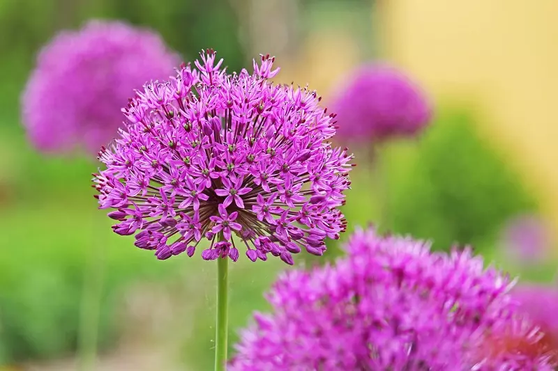 Ornamental onion – what kind of plant is it?