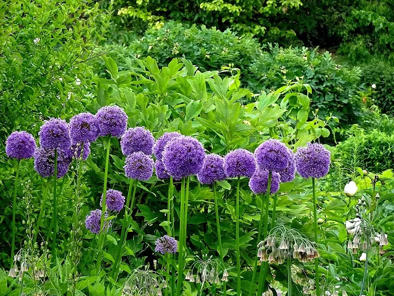 Allium plant – noteworthy varieties