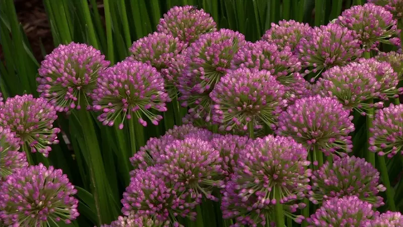 Qual è il terreno migliore per i fiori di allium?