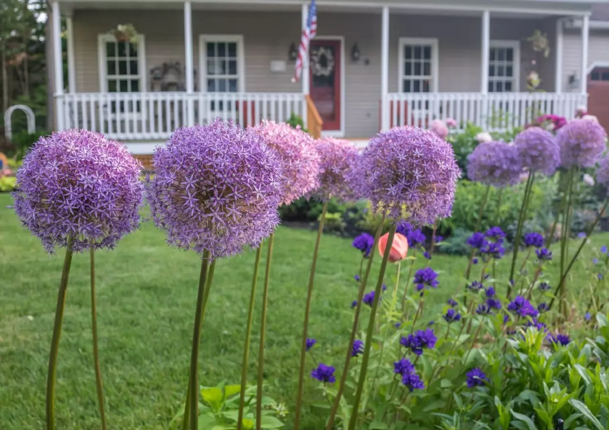 Zierzwiebel - Erfahren Sie, wie Sie die Allium-Blume Pflegen