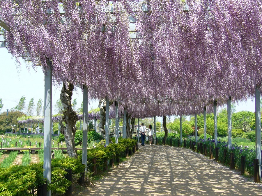 La glycine est-elle résistante au gel ?