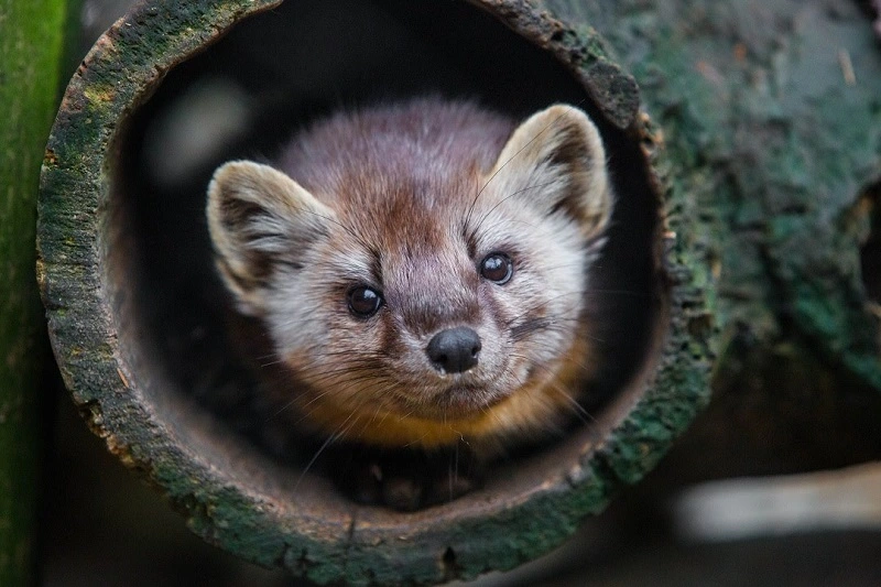 Are martens dangerous animals?