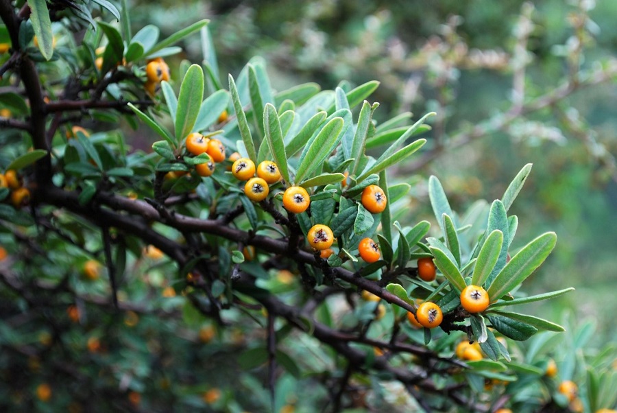 Ist Pyracantha giftig?