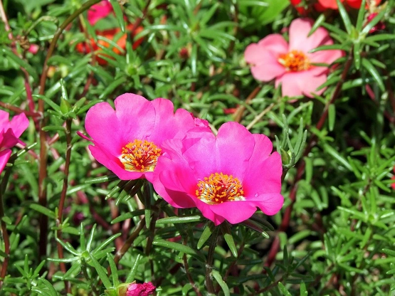 Quanto costa la portulaca grandiflora?