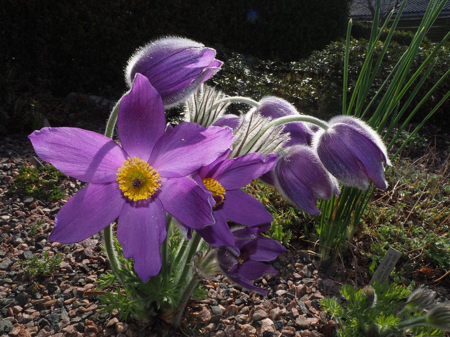 Is pasque flower poisonous?