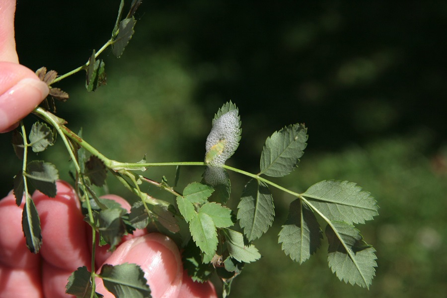 È difficile rimuovere la peronospora della botrite?