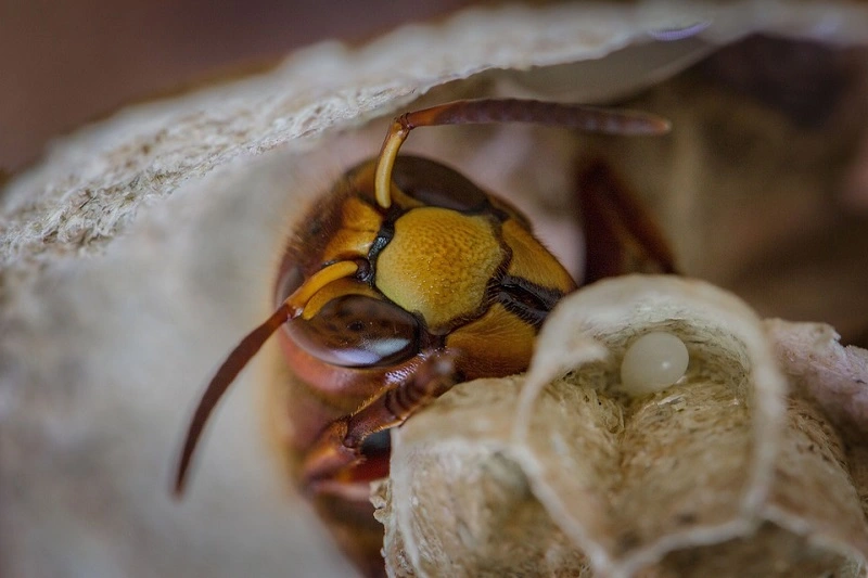 Sind Hornissen nützliche Insekten?