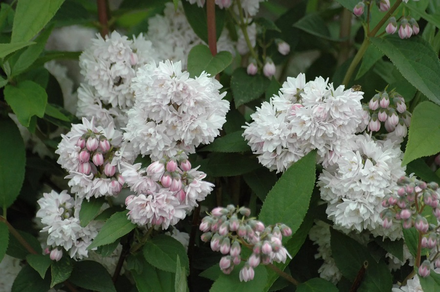 Müssen Maiblumensträucher gedüngt werden?