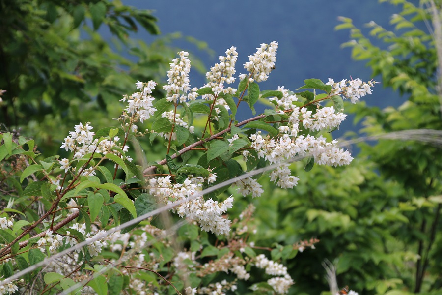 Braucht der Maiblumenstrauch einen Rückschnitt?