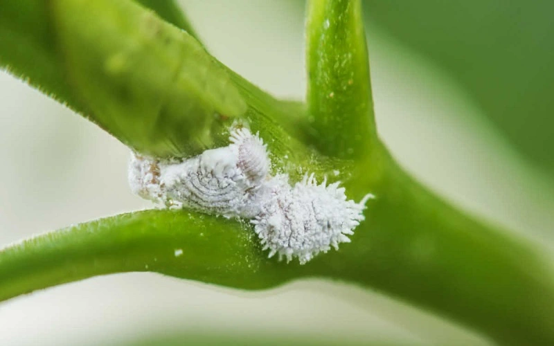 Cosa sono le cocciniglie?