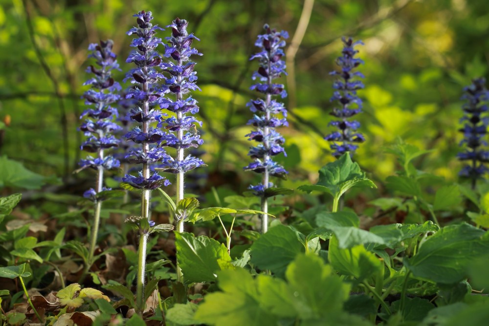 Bugleweeds - plantes colorées pour l'ombre