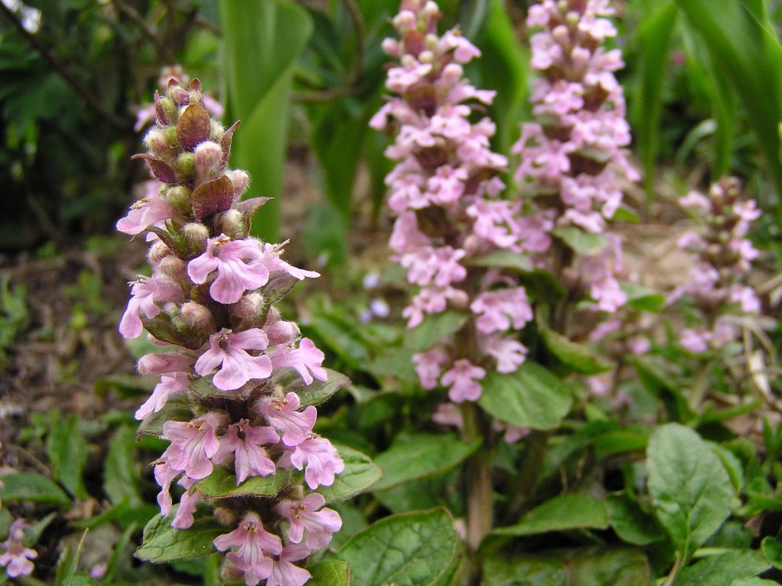 Pink bugleweed - le migliori piante tolleranti all'ombra