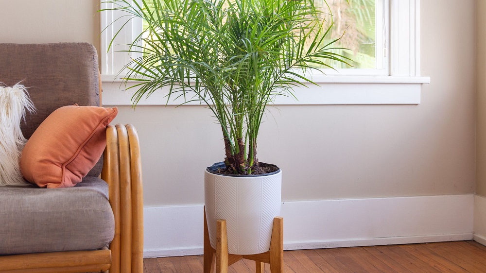 Palmera Phoenix - una palmera alta en maceta