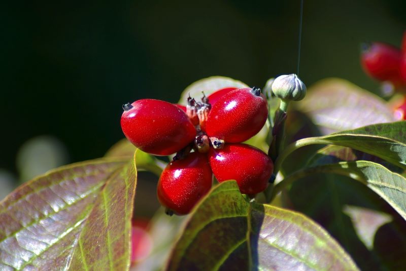 What types of dogwood trees are best to grow in the garden?