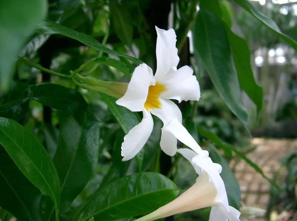 ¿A la enredadera de la mandevilla le gusta el pleno sol?