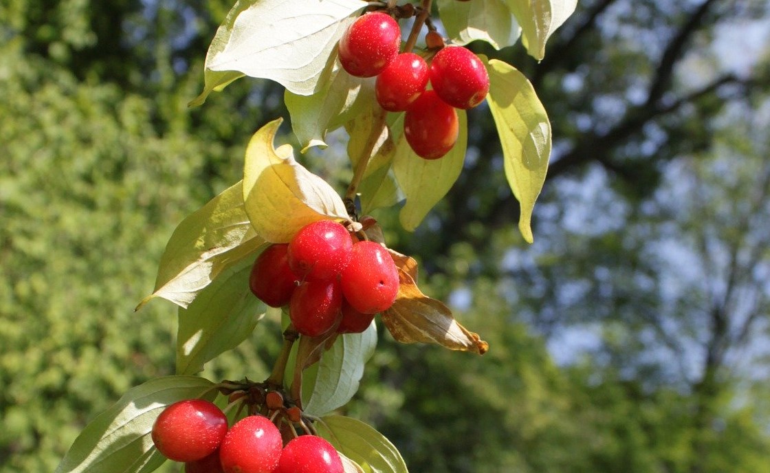 Scopri perché dovresti piantare un corniolo nel tuo giardino