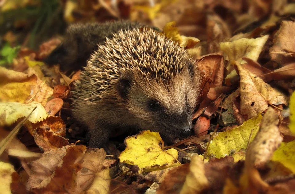 ¿Por qué es importante limpiar el jardín en otoño?