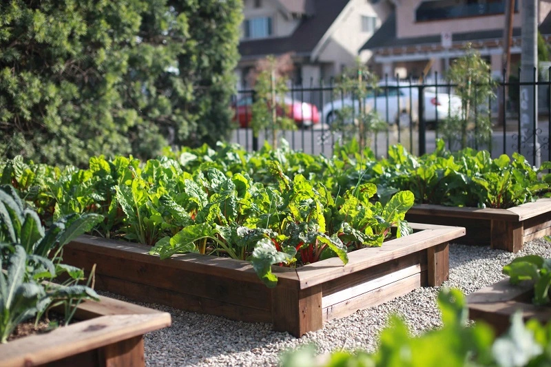 Why is a vegetable garden worth having?