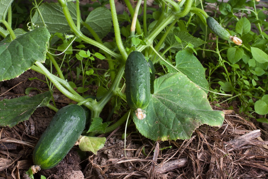 ¿Cuándo es demasiado tarde para plantar pepinos?