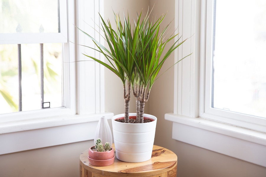 Dracaena - che tipo di pianta è?