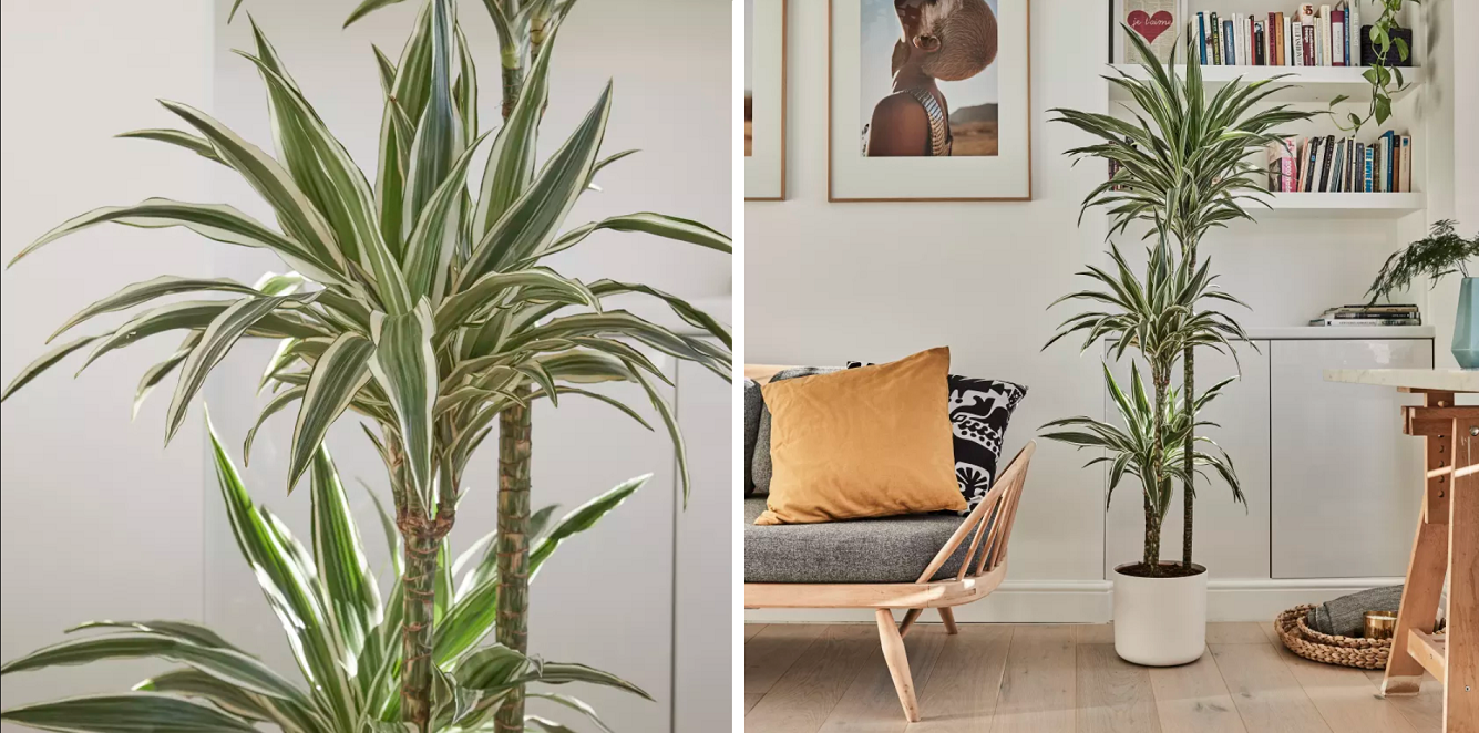 Dracaena - une plante d'intérieur peu exigeante