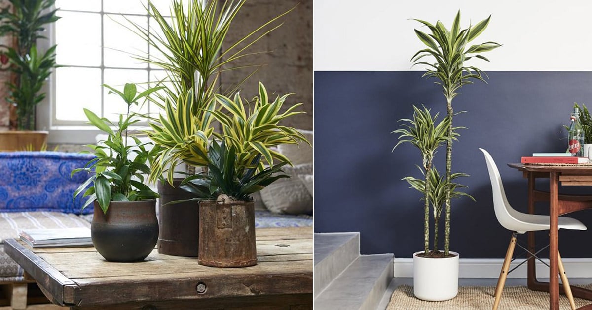 Wie viel kostet eine Dracaena?