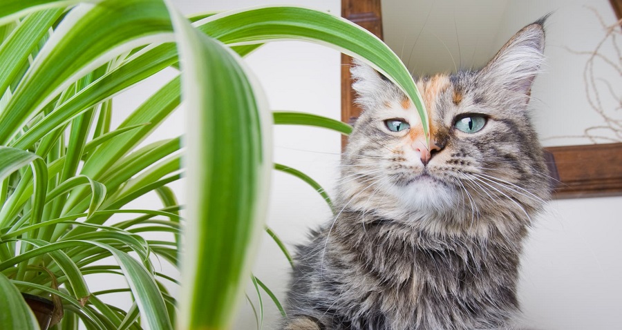 Piante velenose per i gatti - dracaena