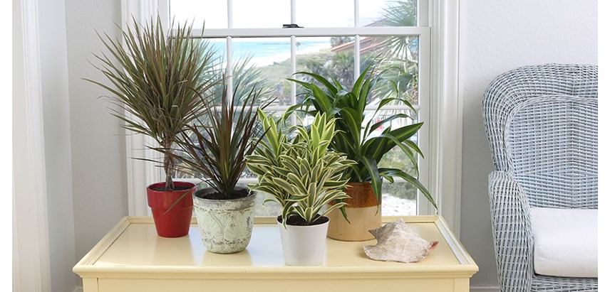 Wie topfe ich eine Dracaena um?