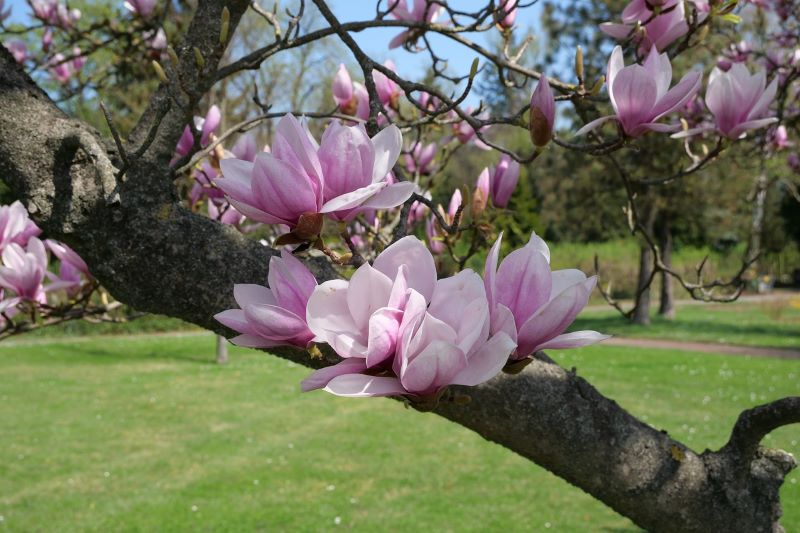 Los mejores arbustos y árboles de jardín. ¿Cómo elegir las plantas de jardín?