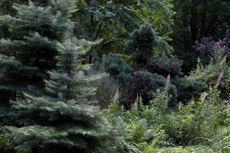 Gli alberi e gli arbusti di conifere sono essenziali