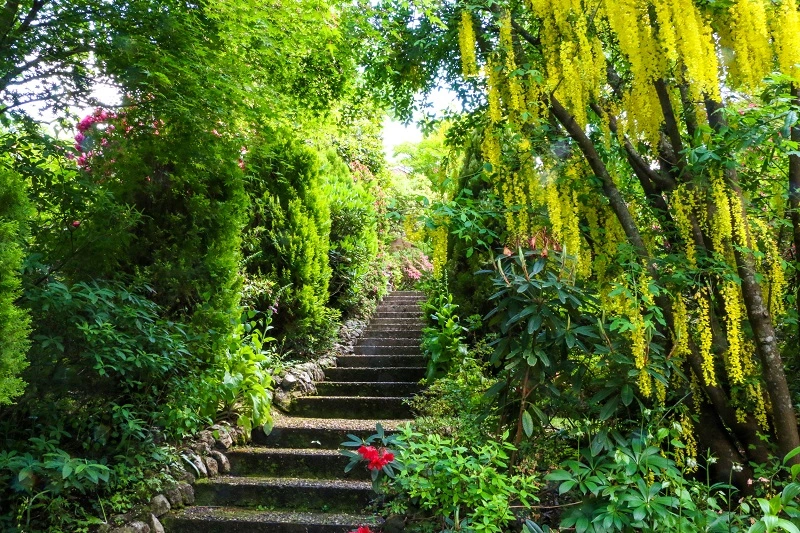 Laubbäume und Sträucher für einen Waldgarten