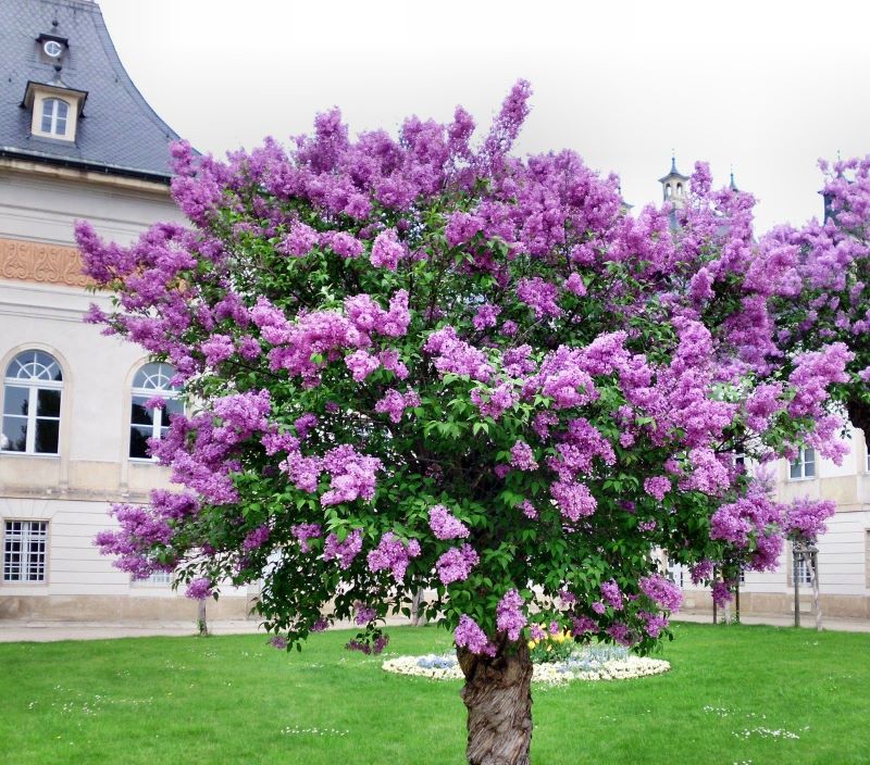 Arbustos de jardín perennes en flor