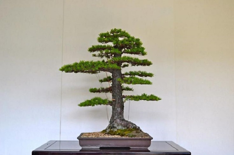 Bonsai tipo Chokkan