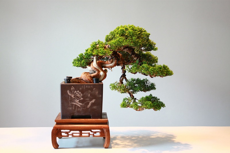 Bonsai - che tipo di pianta è?